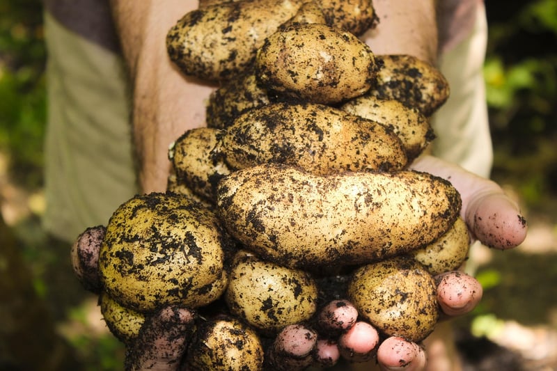 Harvesting Rituals
