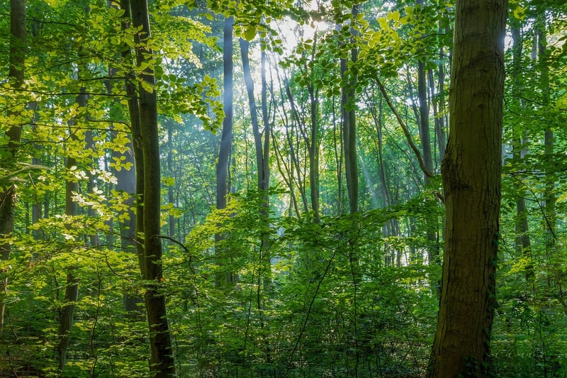 Forest Bathing